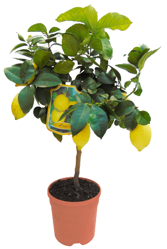 AGRUMES EN MIX CERTIFIÉS