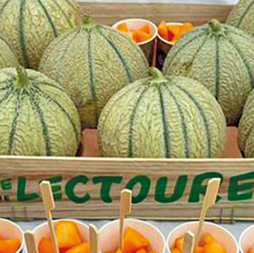 MELON DE LECTOURE