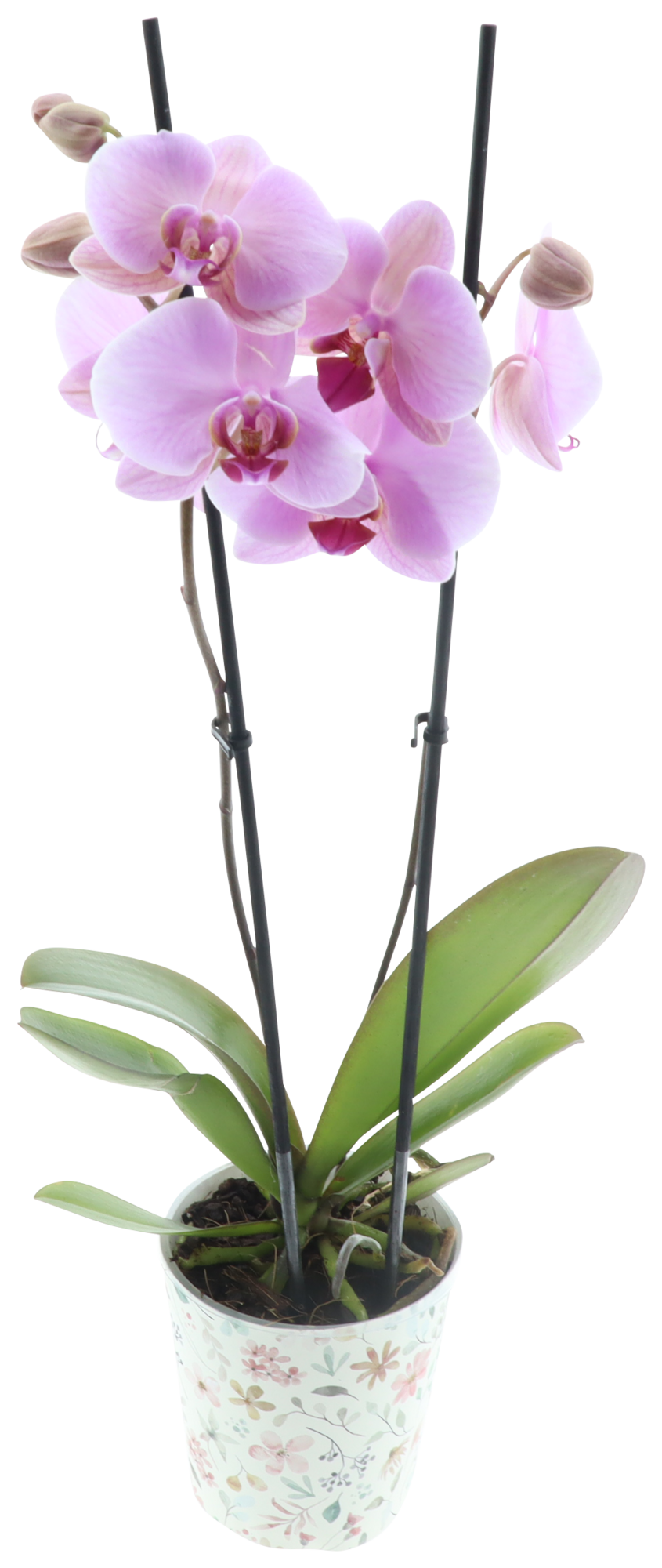 Phalaenopsis 2 tiges