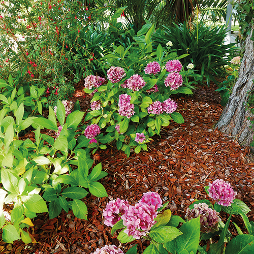 ÉCORCES DE PIN MARITIME