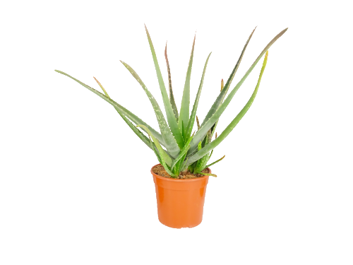 CACTUS/SUCCULENTES EN MIX DE VARIETÉS ET ALOE VERA