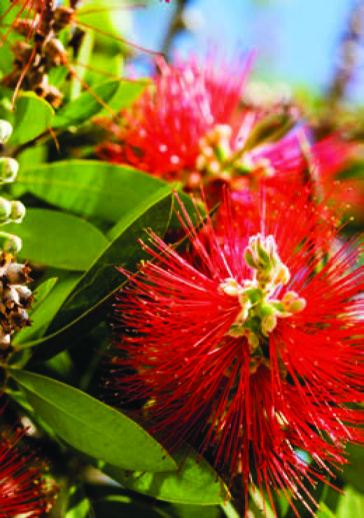 CALLISTEMON PETITE RED