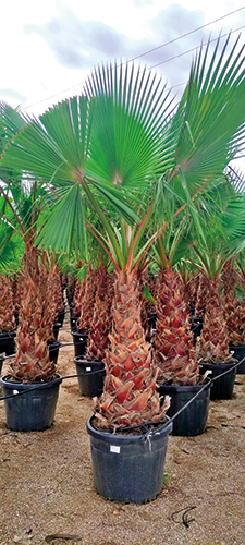 WASHINGTONIA ROBUSTA