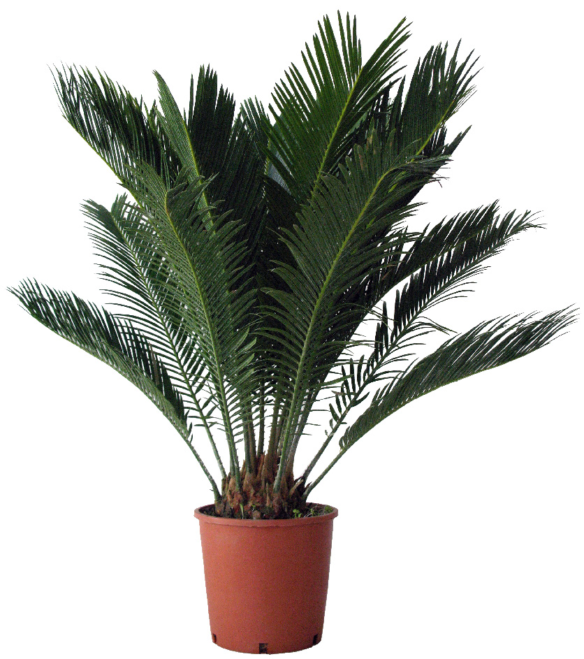 CYCAS REVOLUTA