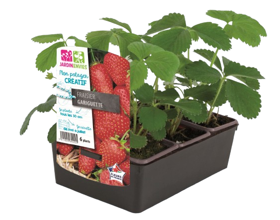 PLANTS DE FRAISIER MARA DES BOIS