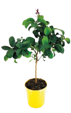 CITRONNIER