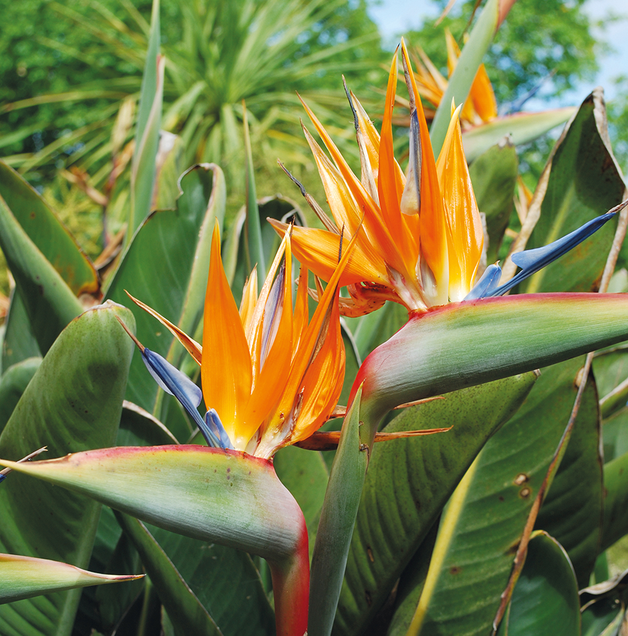 STRELITZIA REGINA 10 L