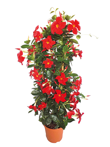 DIPLADENIA DOUBLE ARCEAU