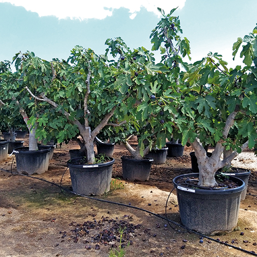 FIGUIER FICUS CARICA
