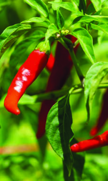 PIMENT