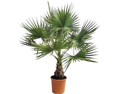 WASHINGTONIA FILEFERA