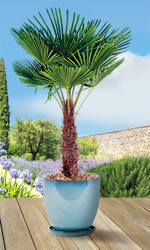 PALMIER TRACHYCARPUS FORTUNEI
