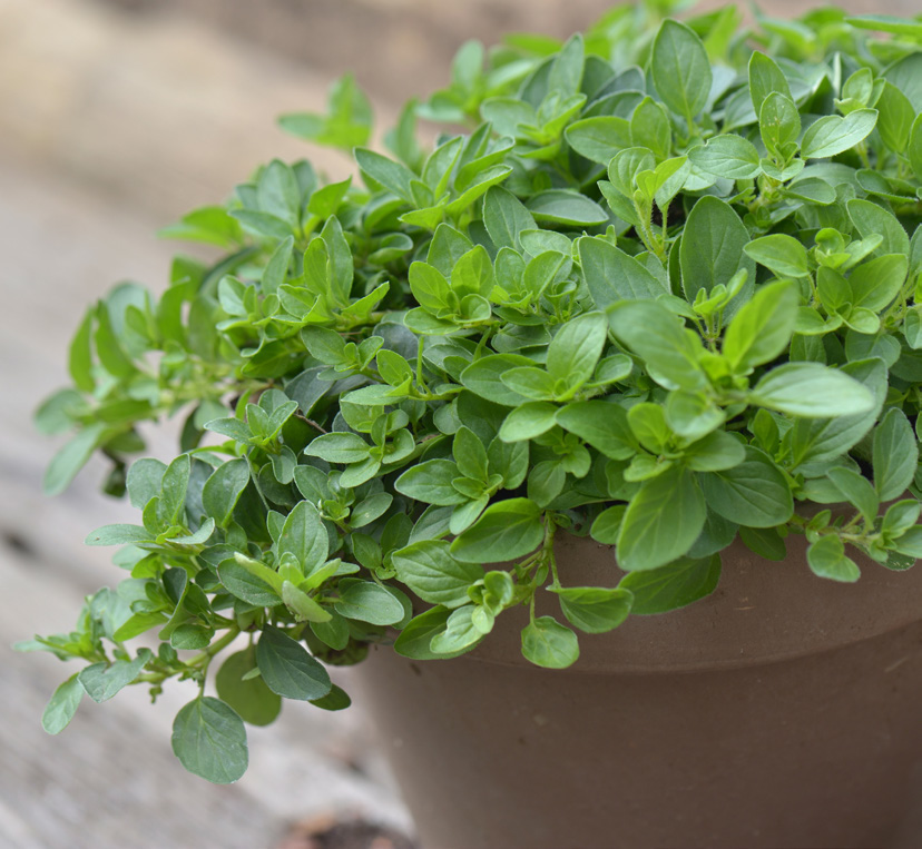 AROMATIQUES VARIÉES