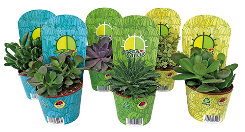 CACTUS BANDEJA COVER