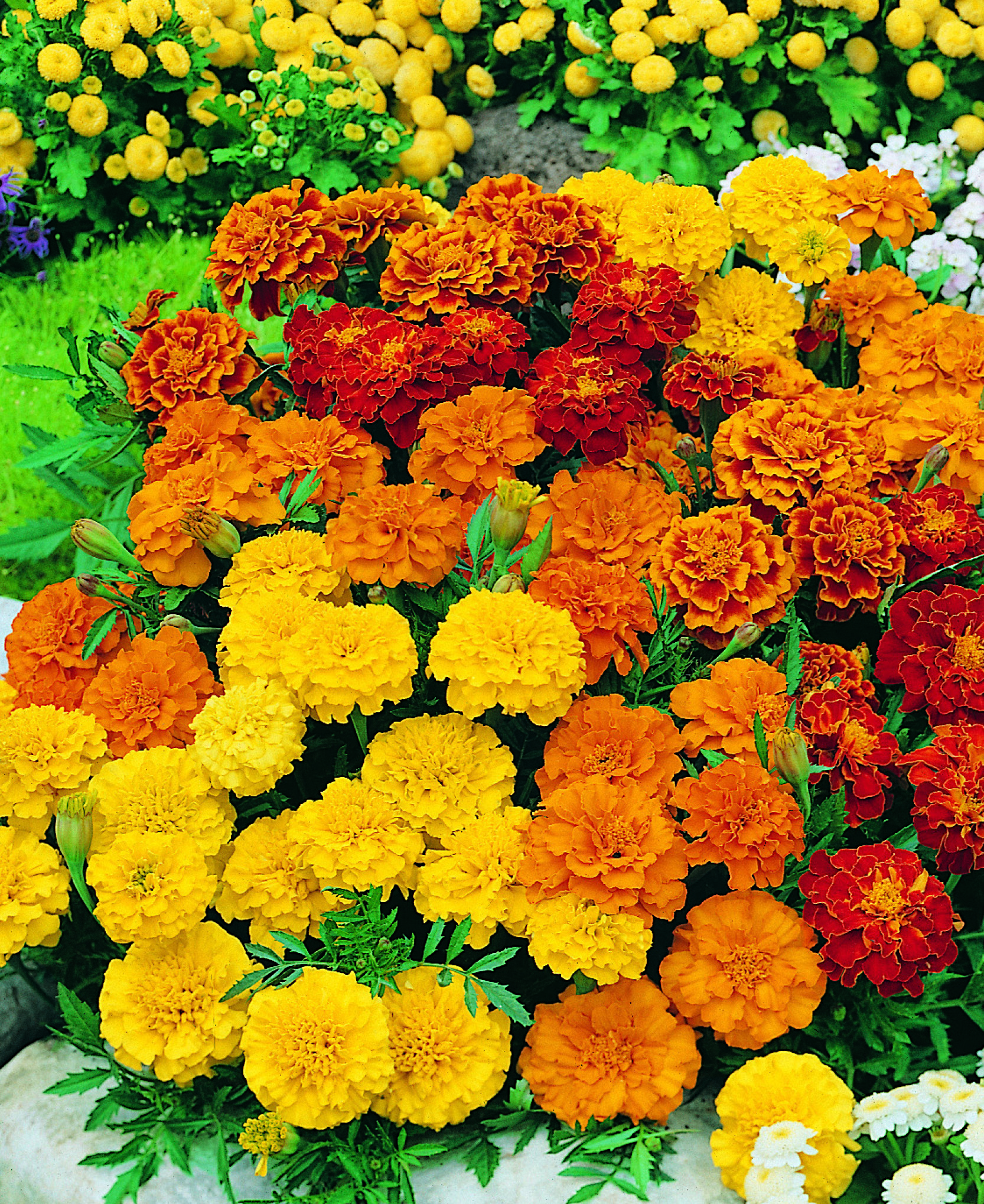 PLANTES À MASSIFS : BÉGONIAS, OEILLETS D’INDE, PÉTUNIAS OU IMPATIENTS