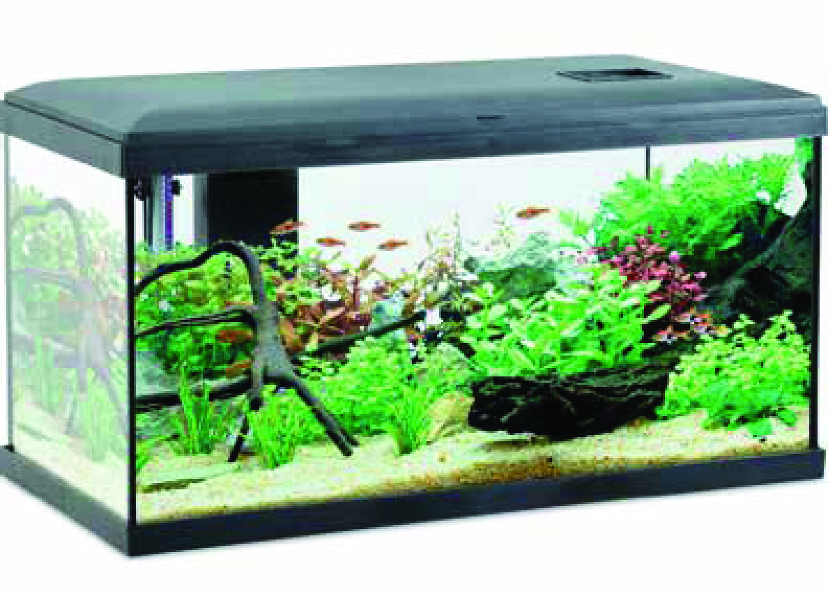 KIT AQUARIUM TOUT-EN-UN
