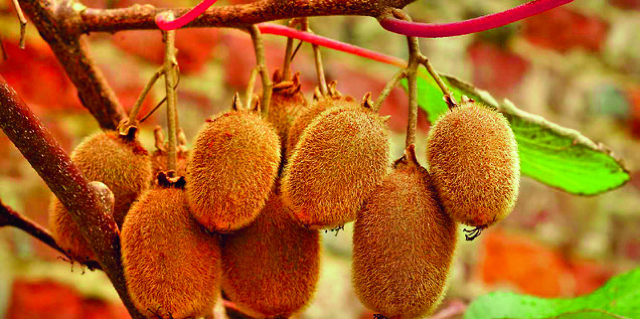 KIWI