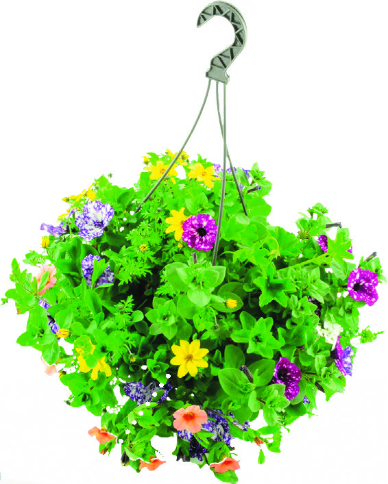 MÉLANGE DE FLEURS EN SUSPENSION