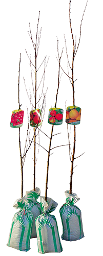 ARBRE FRUITIER SCION