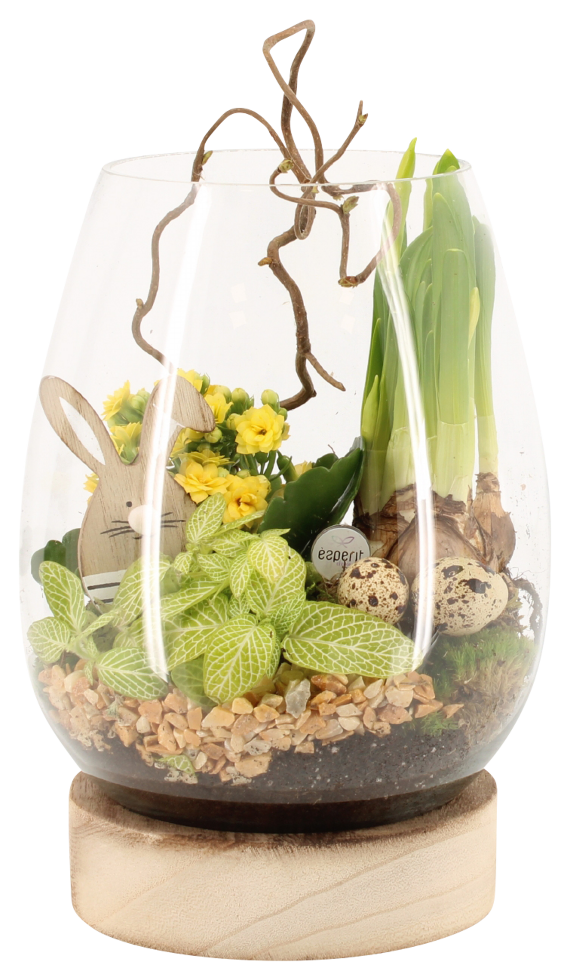Terrarium 3 plantes avec plateau en bois