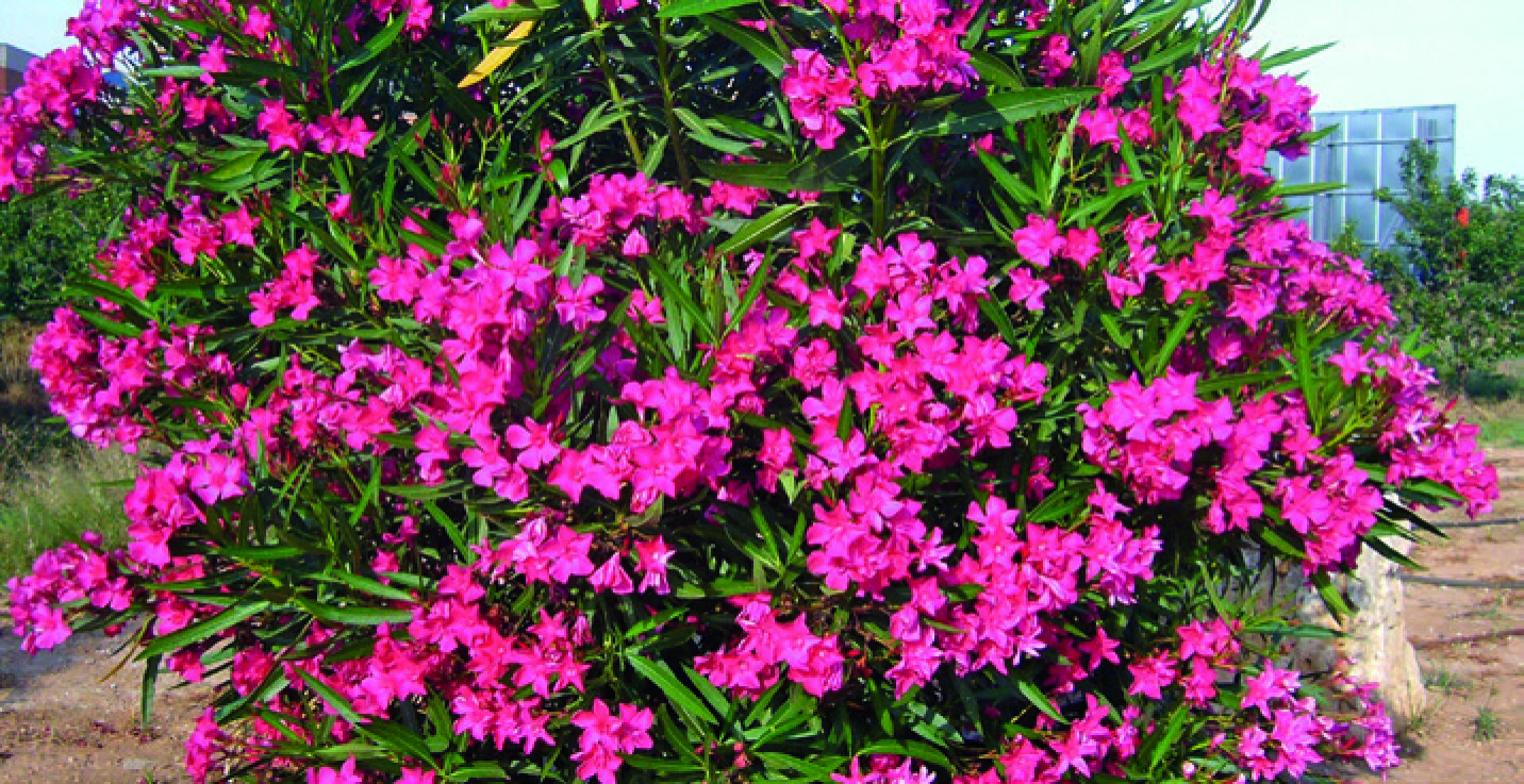 LAURIER ROSE NERIUM OLEANDER