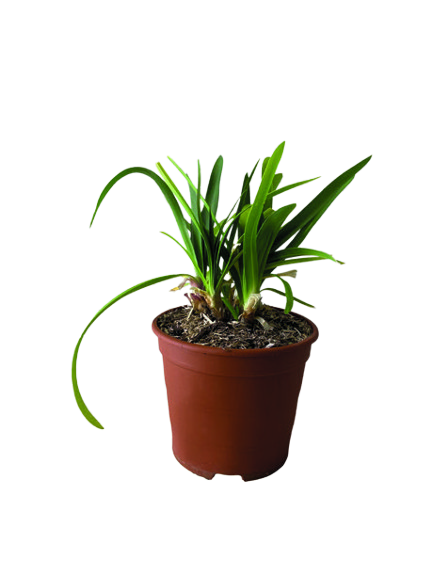 AGAPANTHE 