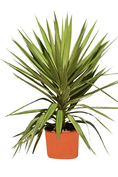 YUCCA JEWEL VARIEGATA
