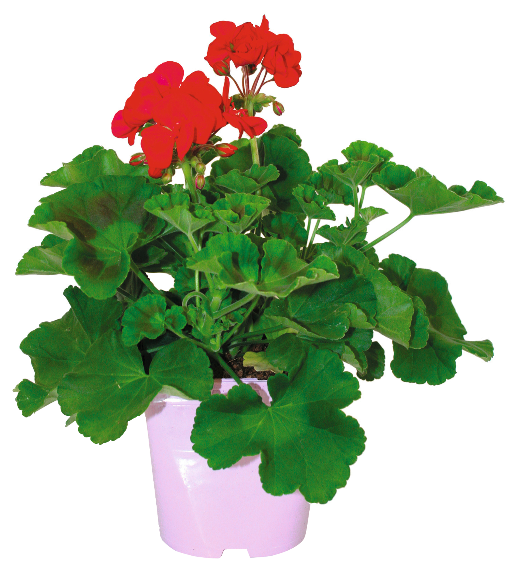 Géranium en pot