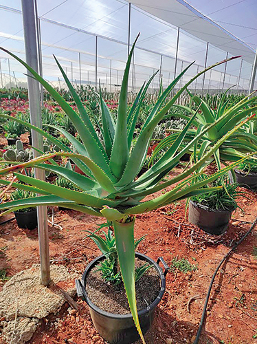 ALOE VERA