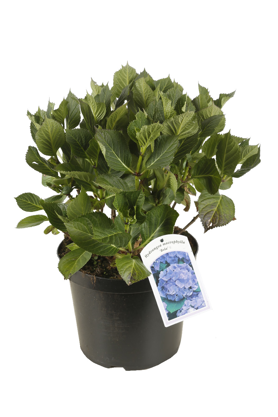 HYDRANGEA