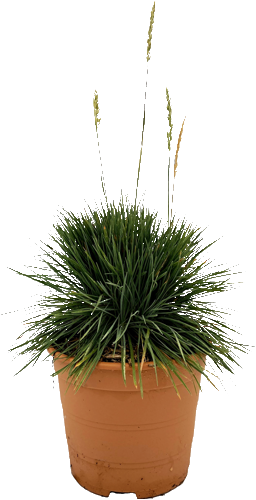 ASSORTIMENT D’ARBUSTES, CONIFÈRES ET GRAMINÉES