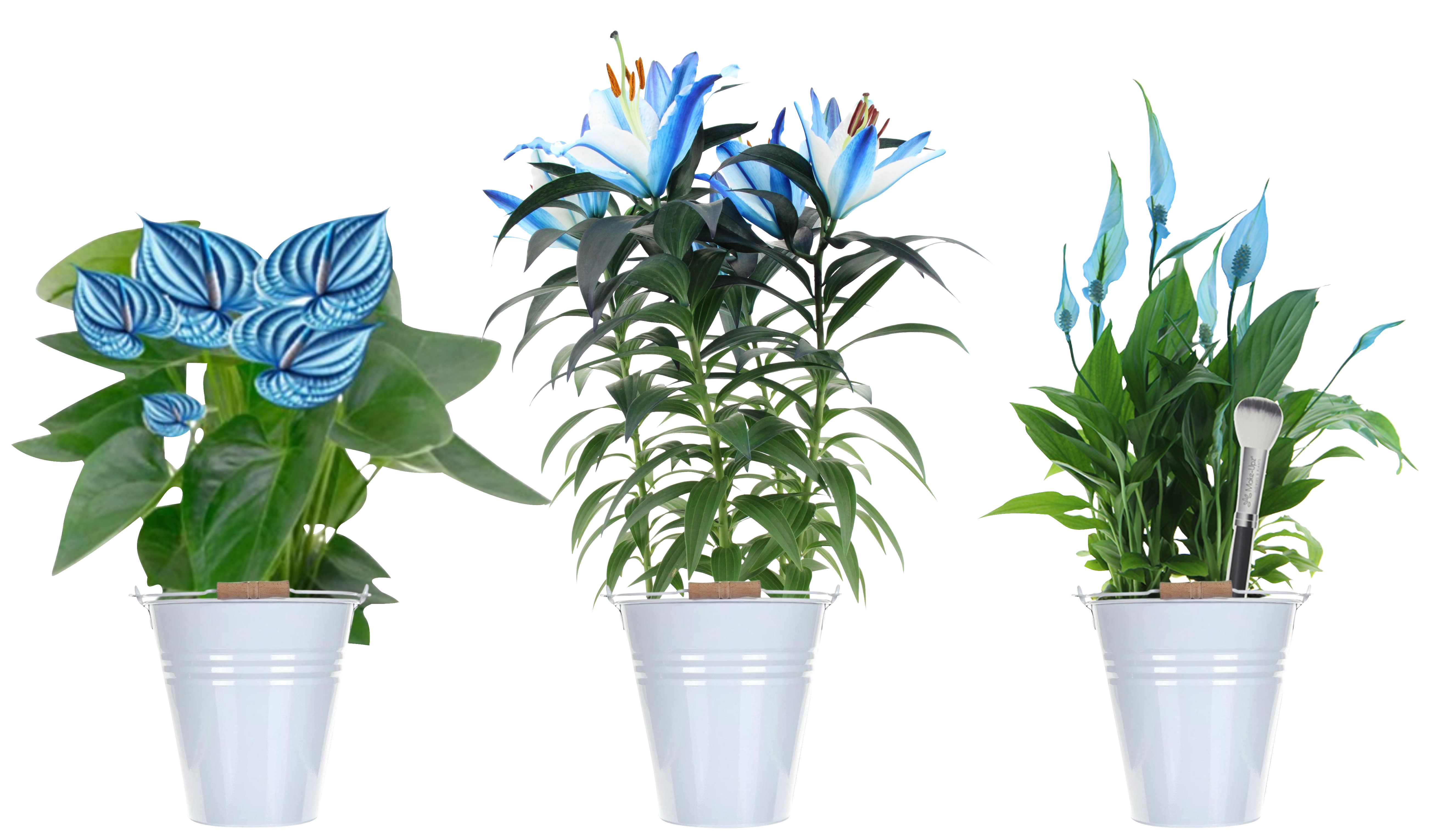 PLANTES FLEURIES TEINTÉES BLEUES