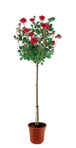 ROSIER TIGE