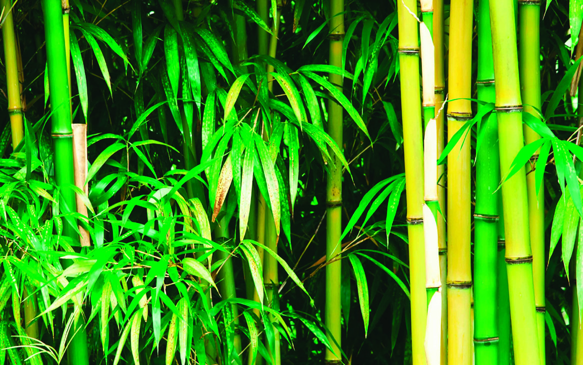 BAMBOU TRAÇANT OU NON TRAÇANT