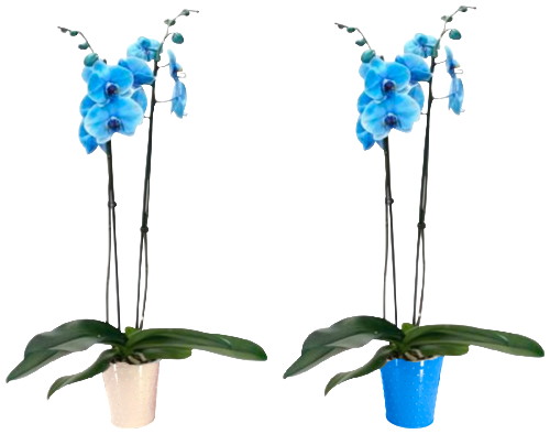 ORCHIDÉE TEINTÉE BLEUE 2 TIGES