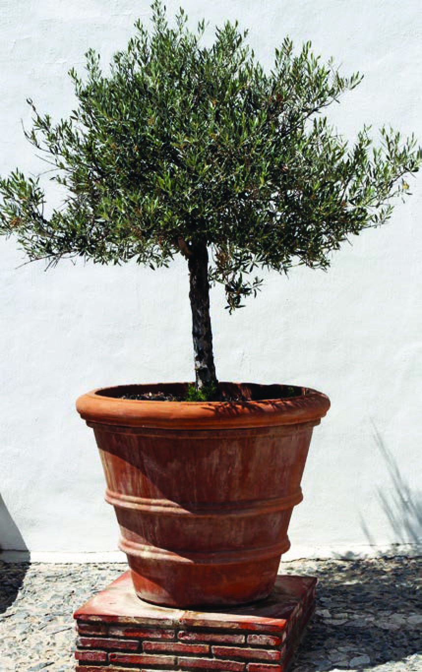 OLEA INTENSIVO