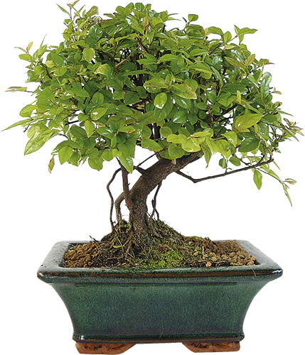 BONSAÏ D’INTÉRIEUR 5 ANS