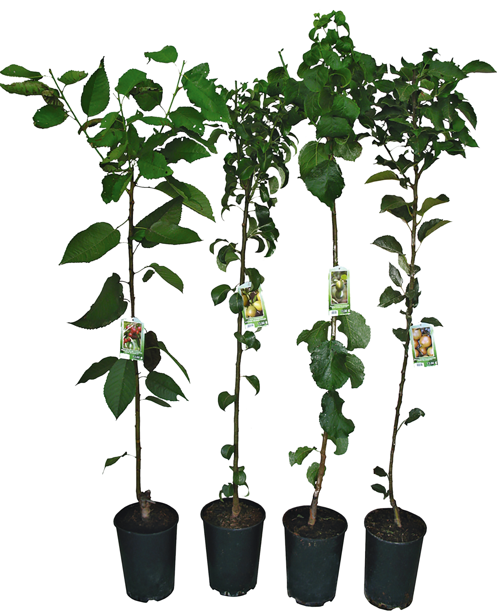 ARBRE FRUITIER SCION