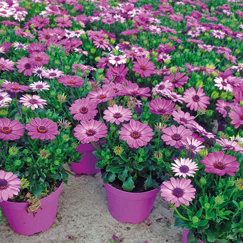 PLANTES FLEURIES