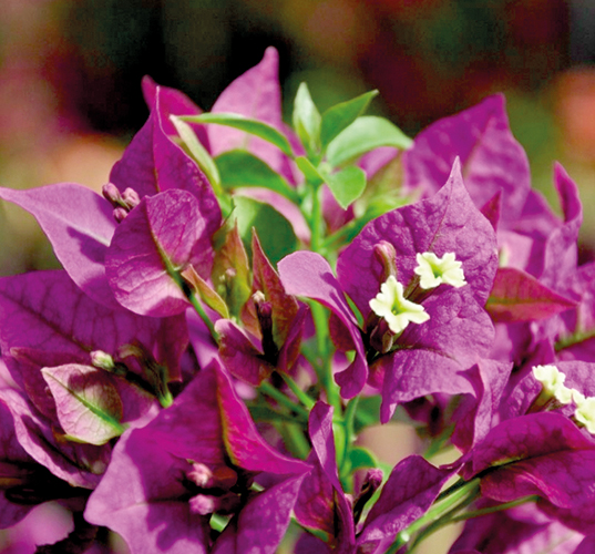 BOUGAINVILLIER SANDERIANA