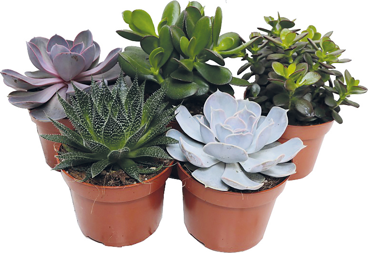 SUCCULENTE