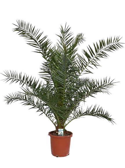 PHOENIX CANARIENSIS
