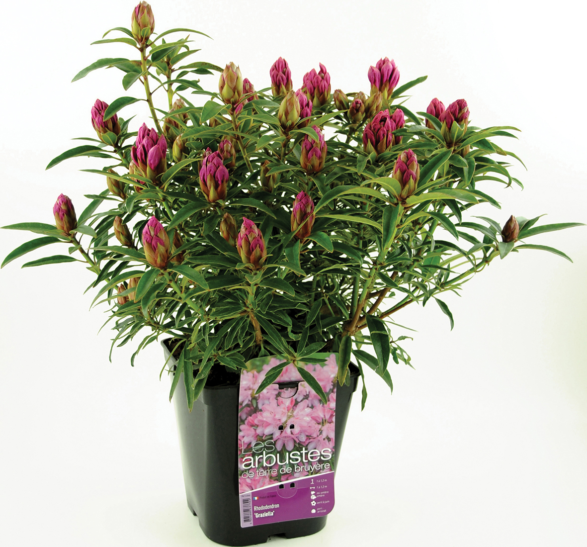RHODODENDRON