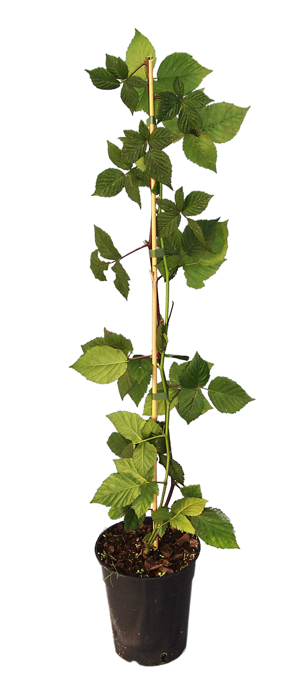 MURE FRAMBOISE