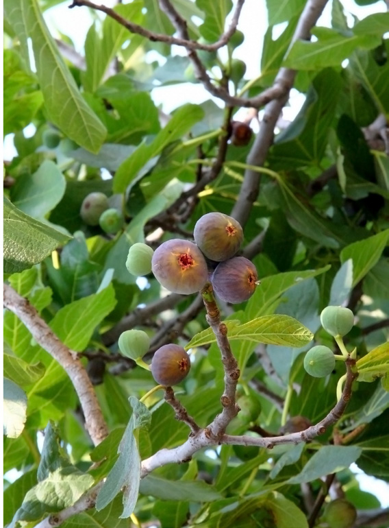 FICUS CARICA NAPOLITAINE 500 L