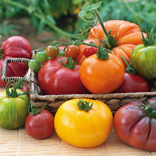 TOMATES CÔTELÉES (ROUGE, JAUNE, NOIRE)