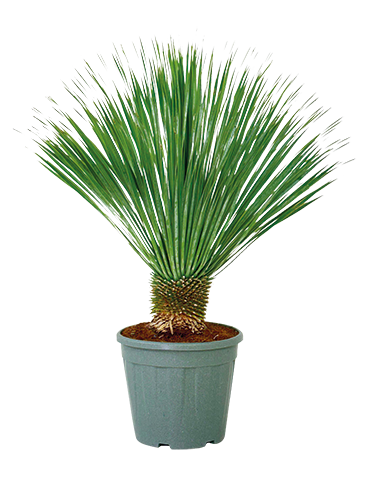 YUCCA ROSTRATA