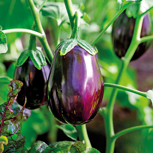 AUBERGINE