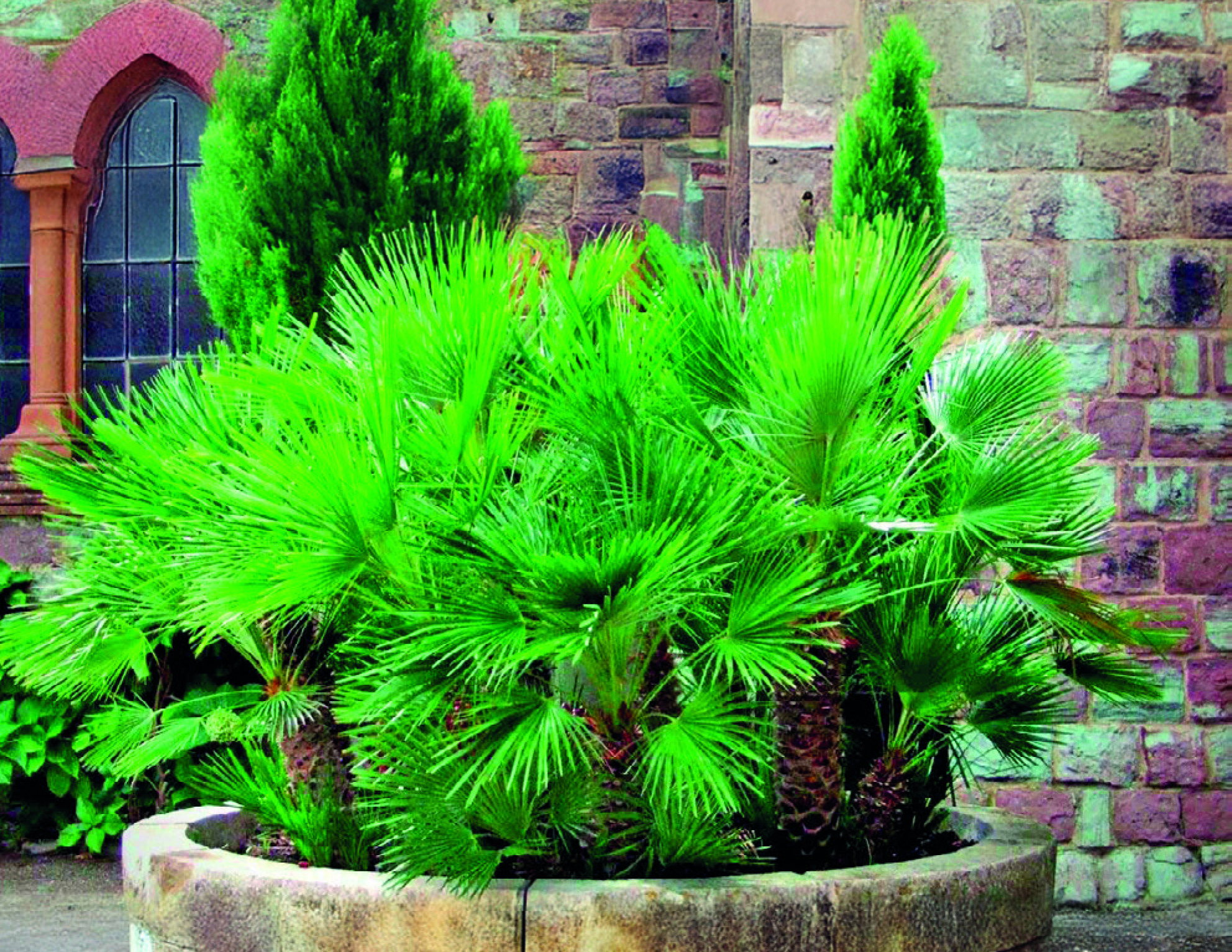 PALMIER NAIN CHAMAEROPS HUMILIS