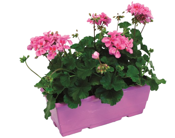 GÉRANIUM ZONALE EN JARDINIÈRE